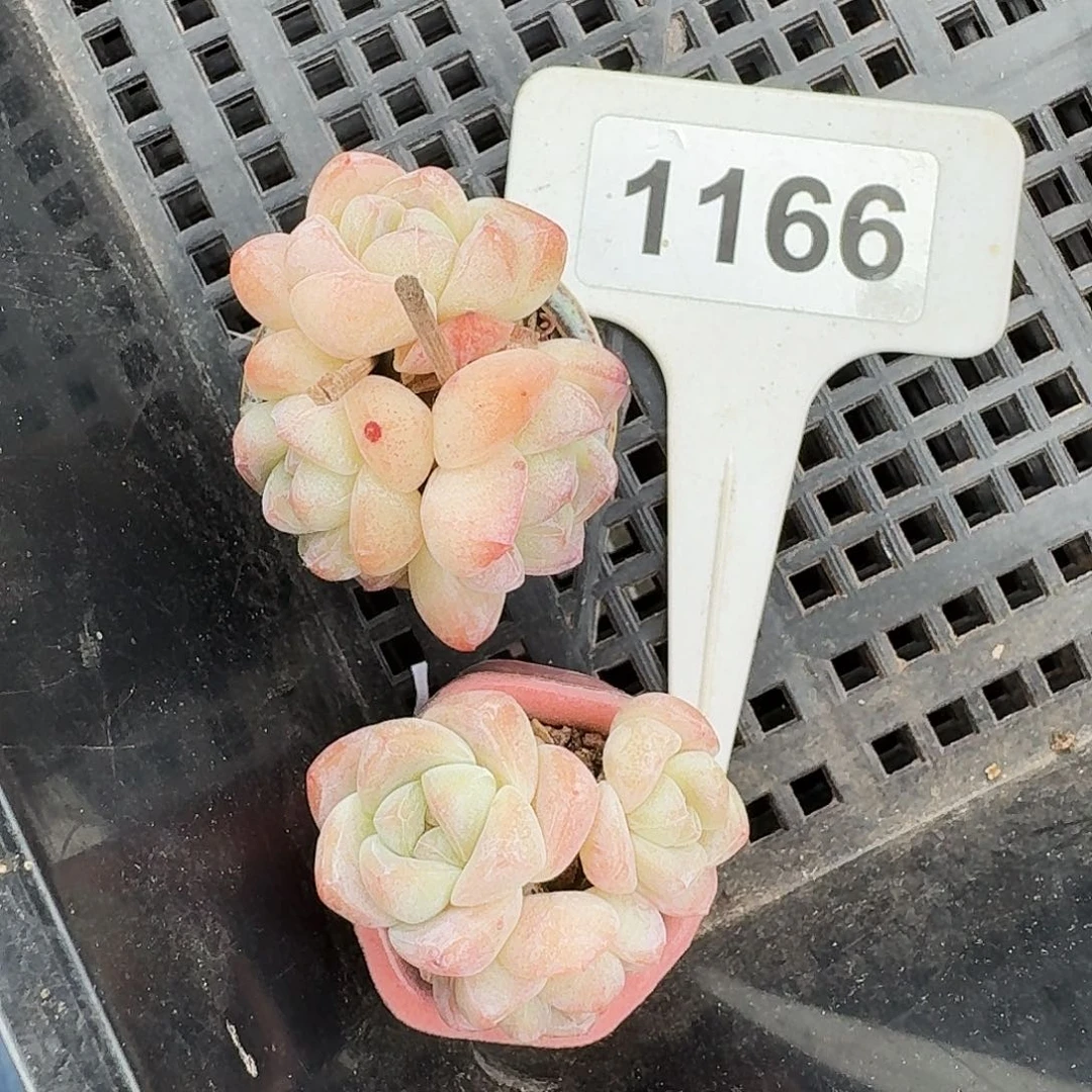 馨*贝1166馨宝贝专拍冰玉带瓷盆
