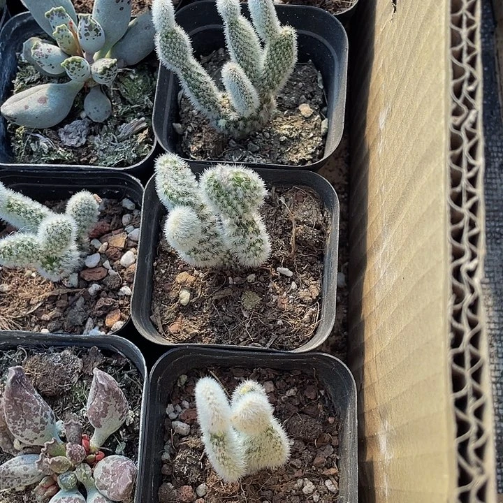 小米奇带盆土发仙人球