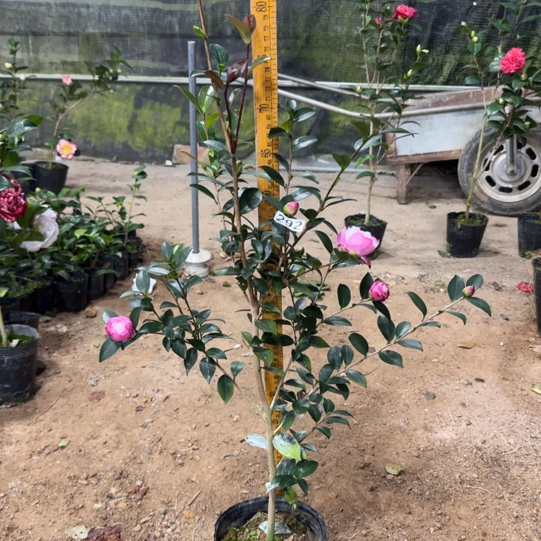 少量花朵（建议范围：2朵-5朵 或40%以下）292英八