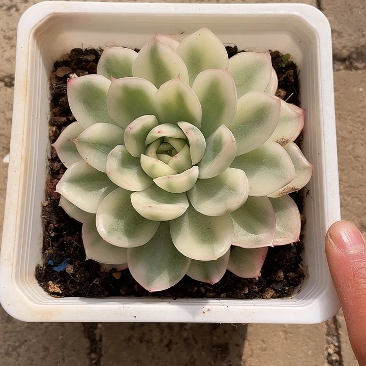 韩水晶锦一物一拍锦龙