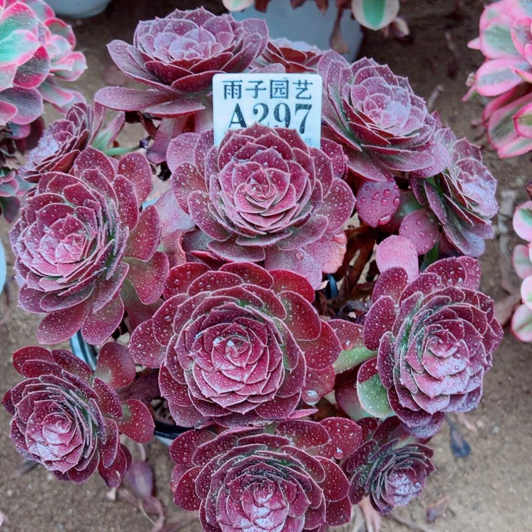 297黑珍珠尺寸20左右