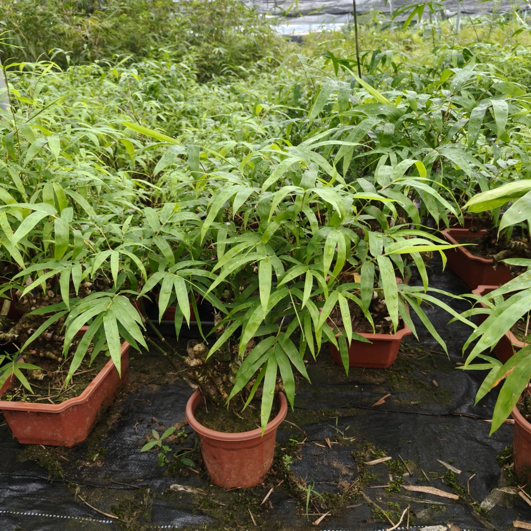 正宗翡翠佛肚竹头老桩盆栽室内外办公室客厅观赏易活四季盆景