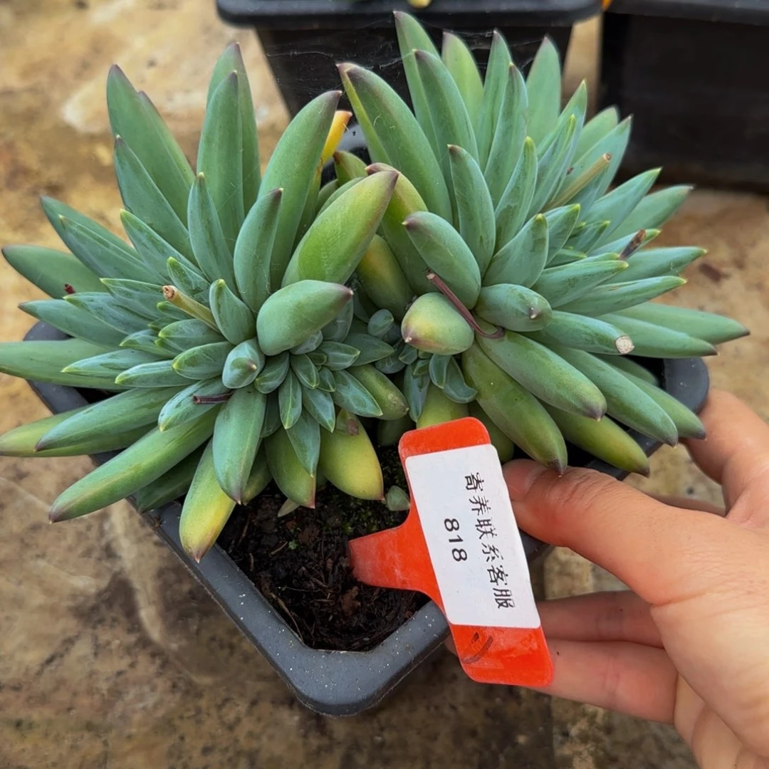 无花朵蓝**天818不哈怕他爸爸啊啊啊