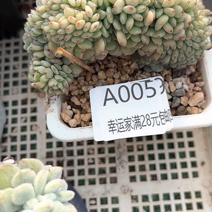幸运的是我的朋友们