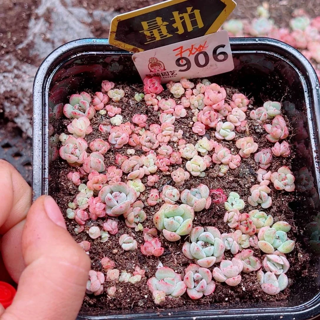 多肉植物多肉植物