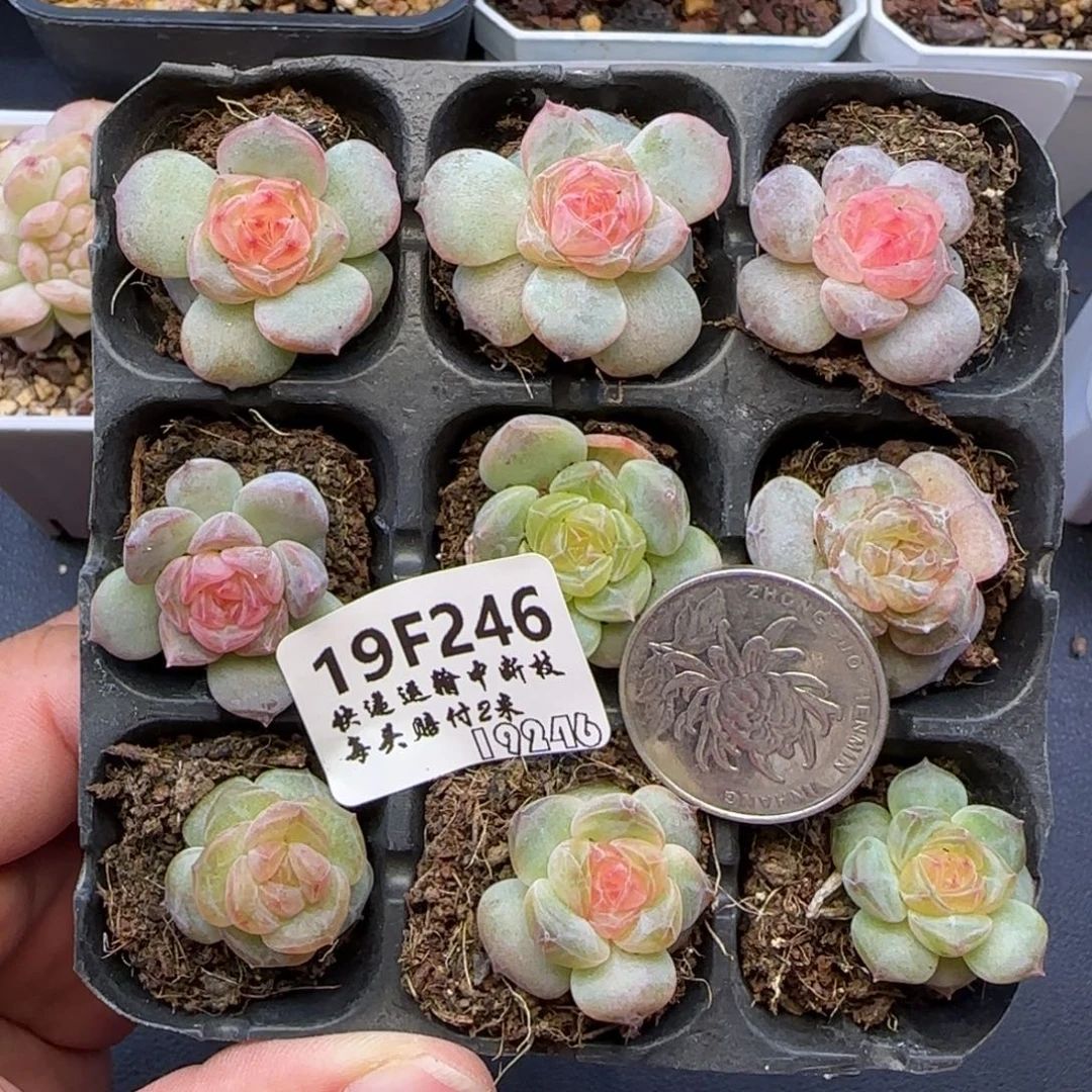 【满29包邮非偏远】246九棵卡拉米