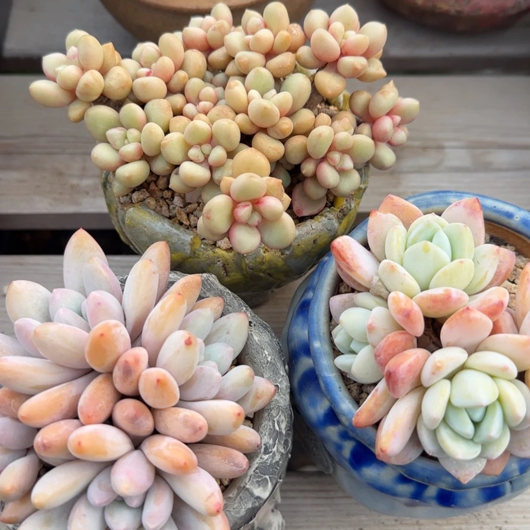 三颗老桩五十包邮