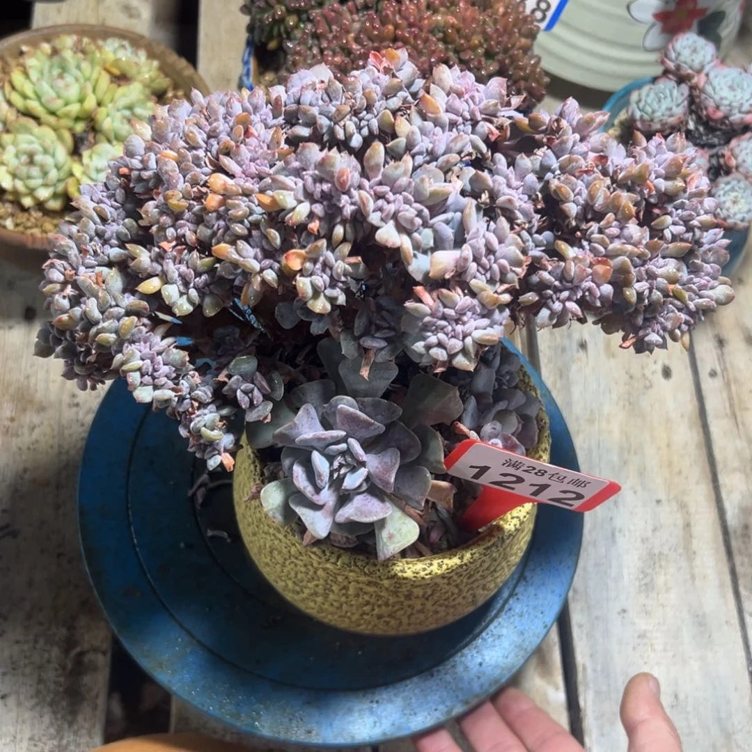 1212雪精灵缀，冠服25