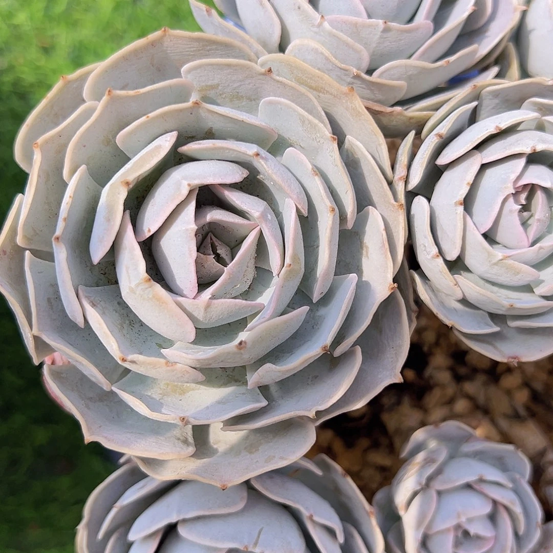 圣卡111111111111111