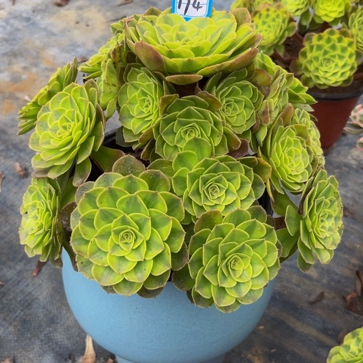 174雨荷多肉法师