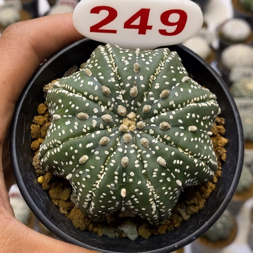 249福利特健健康康平平安安