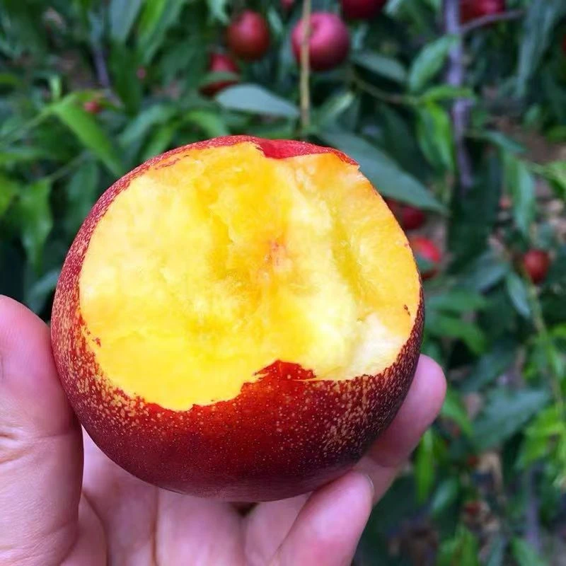 （中通包邮）山东麻点油桃新鲜孕妇水果黄肉脆现摘现发蒙阴蜜桃