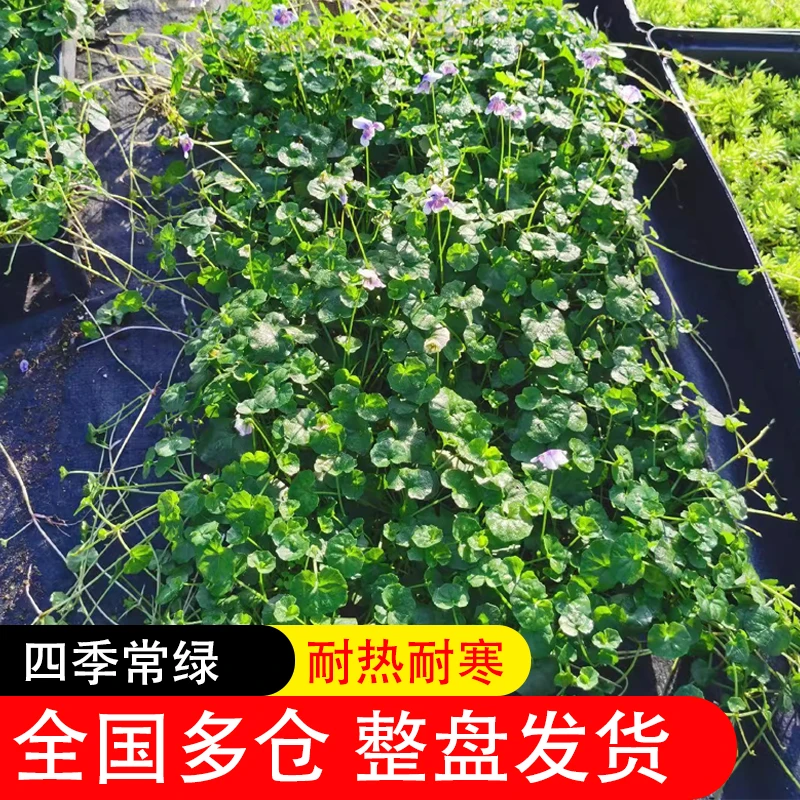 【森枫】熊猫堇--稀有多年生花镜地被植物开紫花耐阴好养草皮草坪