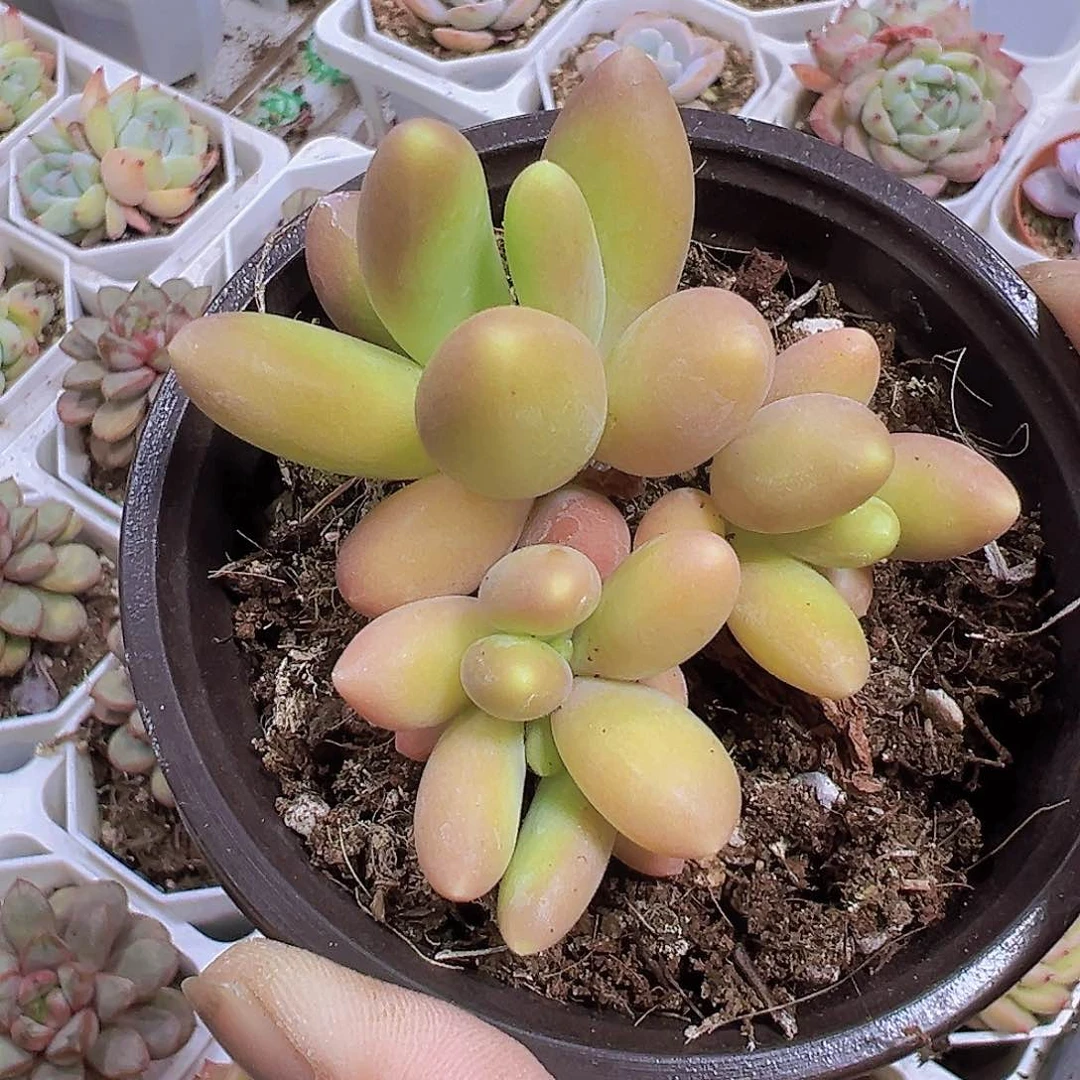 芒果奶19包邮多肉