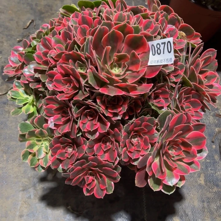 十***爱粉女妖0870000000000