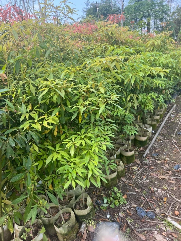 正宗大苗金丝楠木小叶桢楠名贵木材原土原杯南北方可栽种盆栽地栽