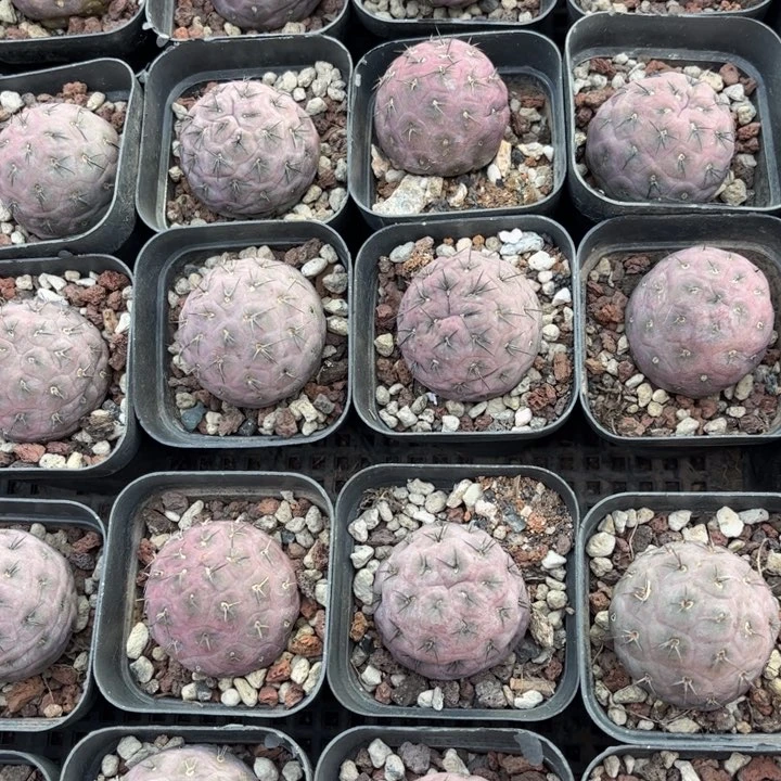 习志野好养好活好养