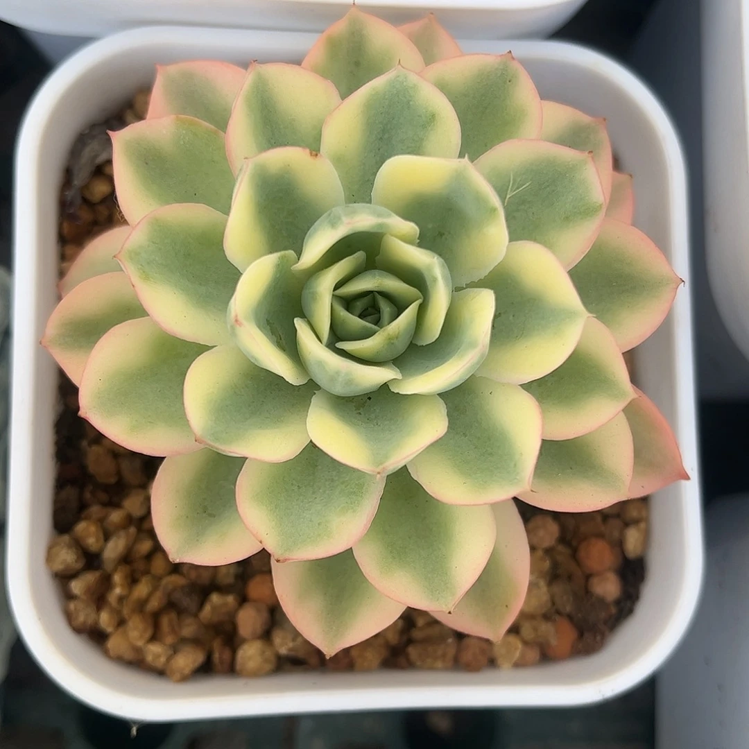 雨滴锦 老桩 婕宝一物一拍