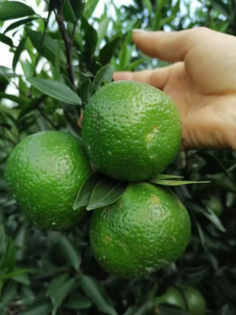 新会陈皮柑果 小青柑，奶茶店专供柑胎 柑宝自己做小青柑原料