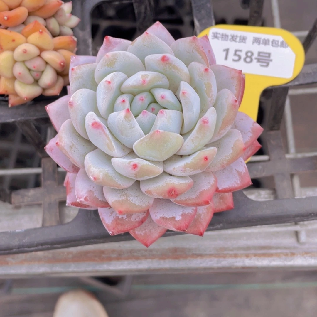 158号大单头雪之魄