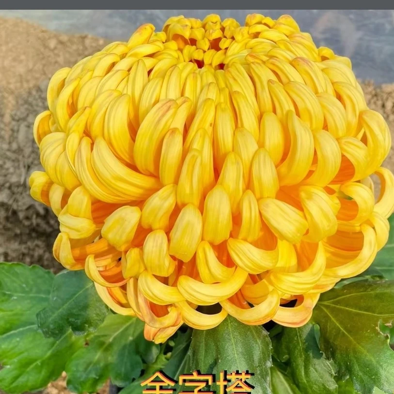 独本【金字塔】菊花耐寒耐热阳台庭院地栽