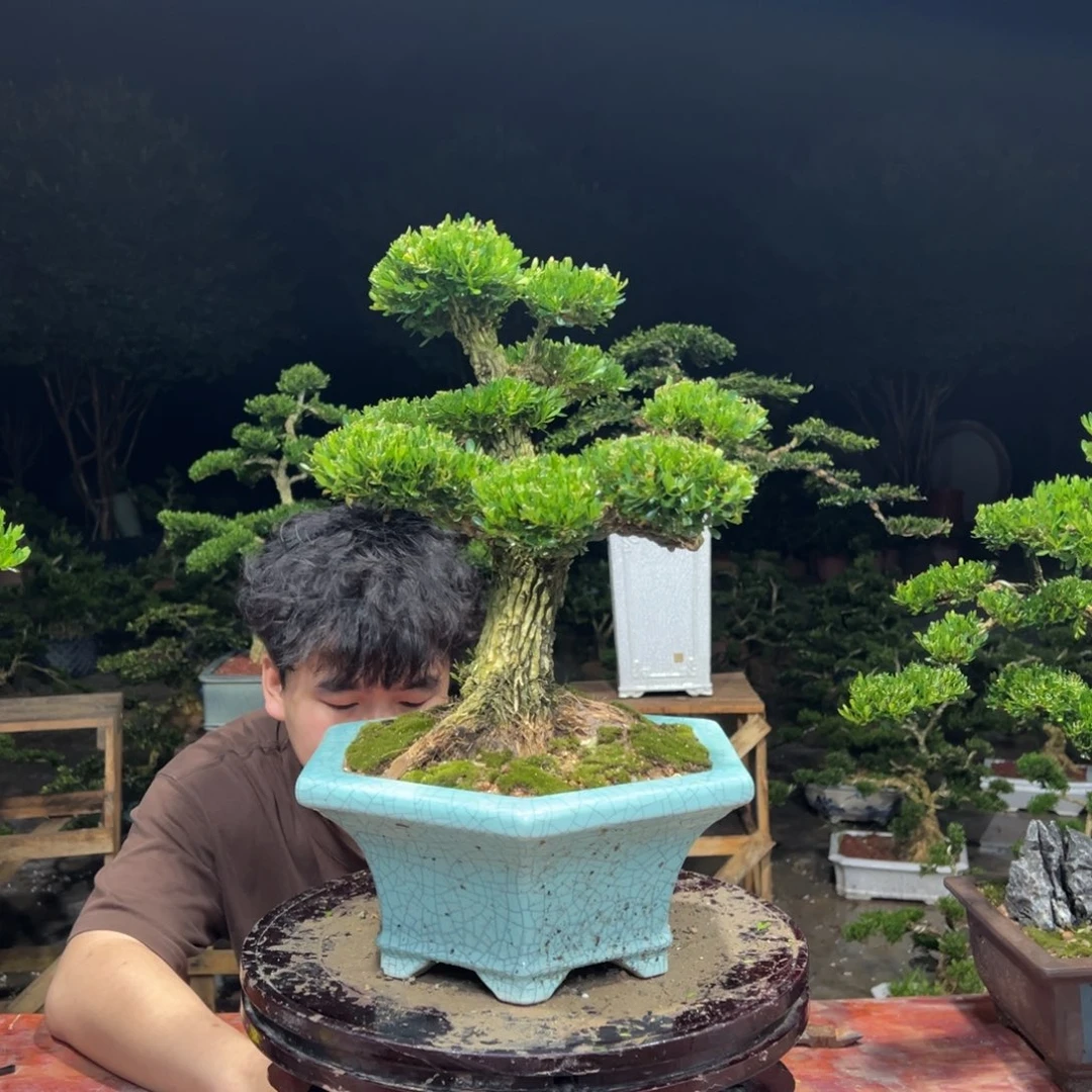 尘***埃无花朵广东皱皮雀舌黄杨