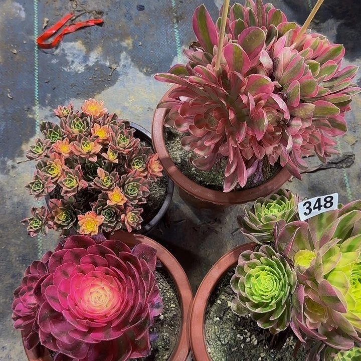 完全开放圣*348福利拼单无售后