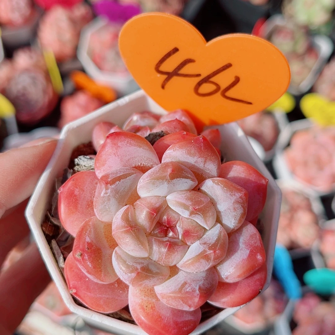 462号小老桩糖心双头