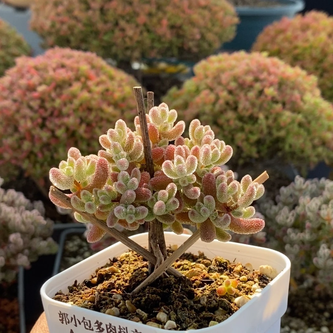 实生冰晶3758枝干番杏