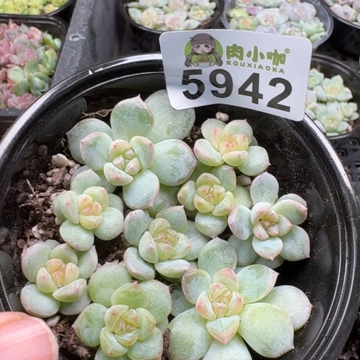 多肉植物多肉植物