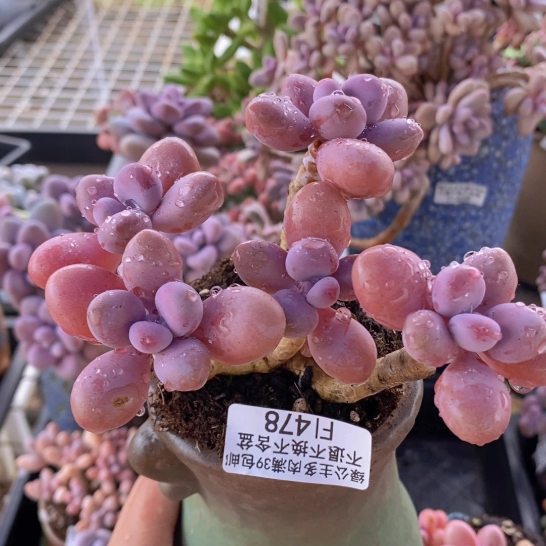 糖果桃蛋老桩10cm478多肉植物
