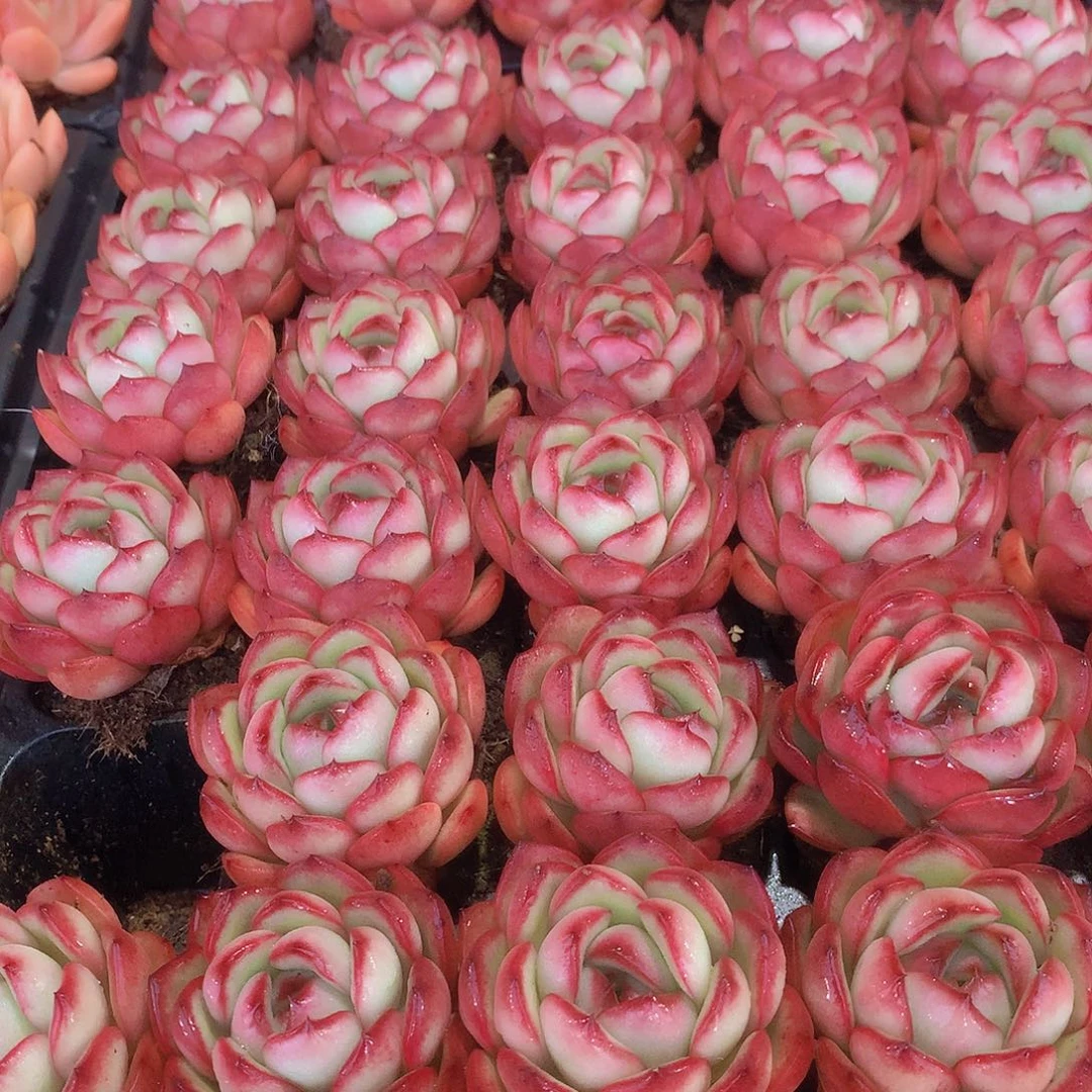 三颗花田错356677883567