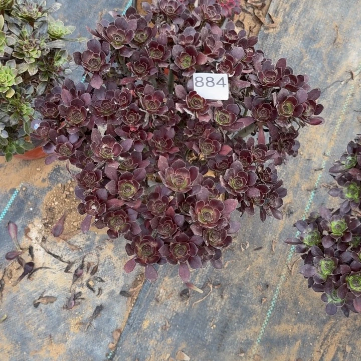 黑原叶多肉植物不包损884