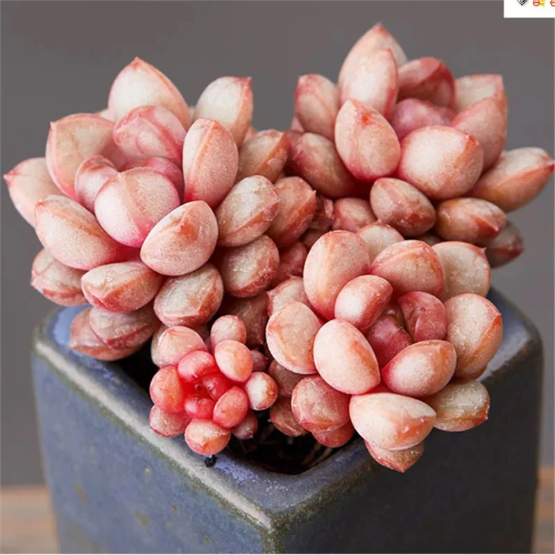 【满9.9包邮】葡萄群6-8cm多肉植物以直播间展示为准