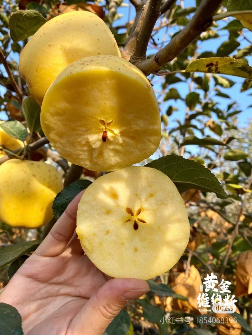 黄金维纳斯盆景盆栽观赏