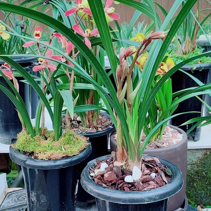 鼓***蛙完全开放一物一漂亮开花