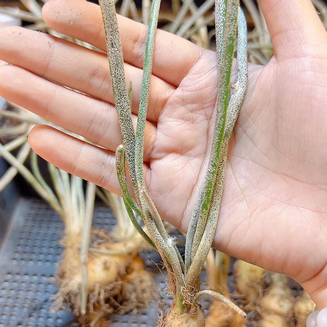 实生美杜莎肚子2公分