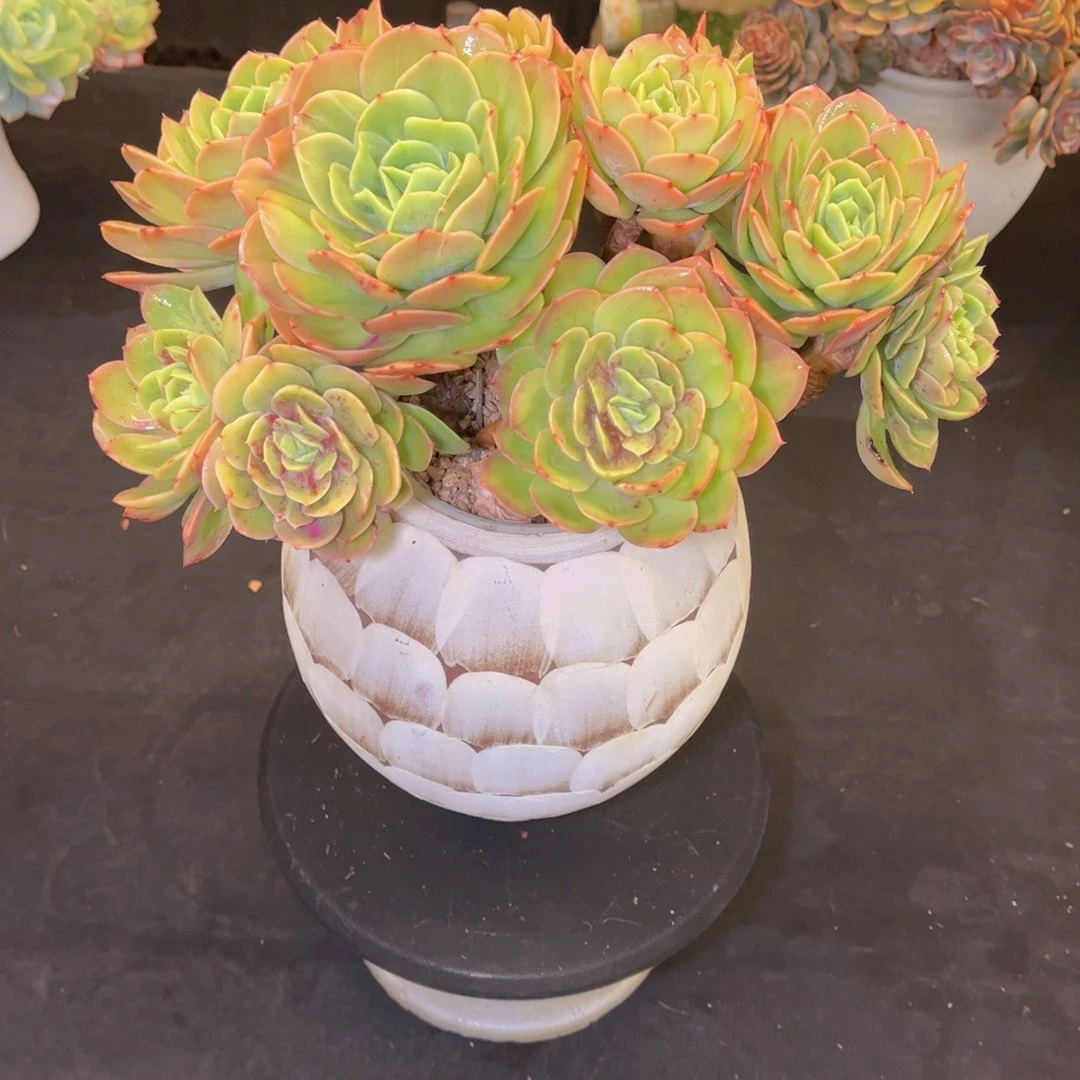 珍**生多肉植物带盆物流到付