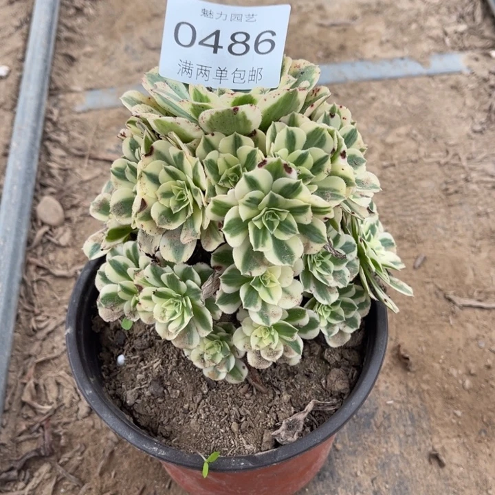 0486迈巴赫的发肉多