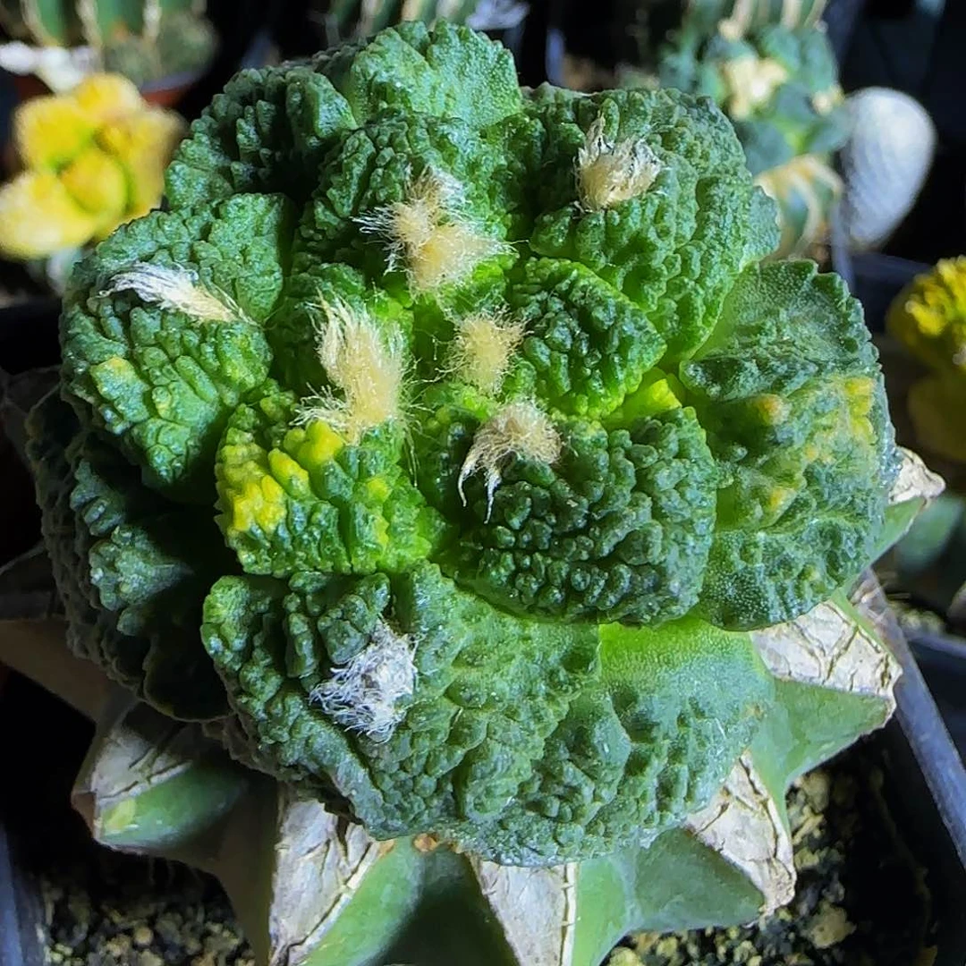 龟甲锦922仙人球开花