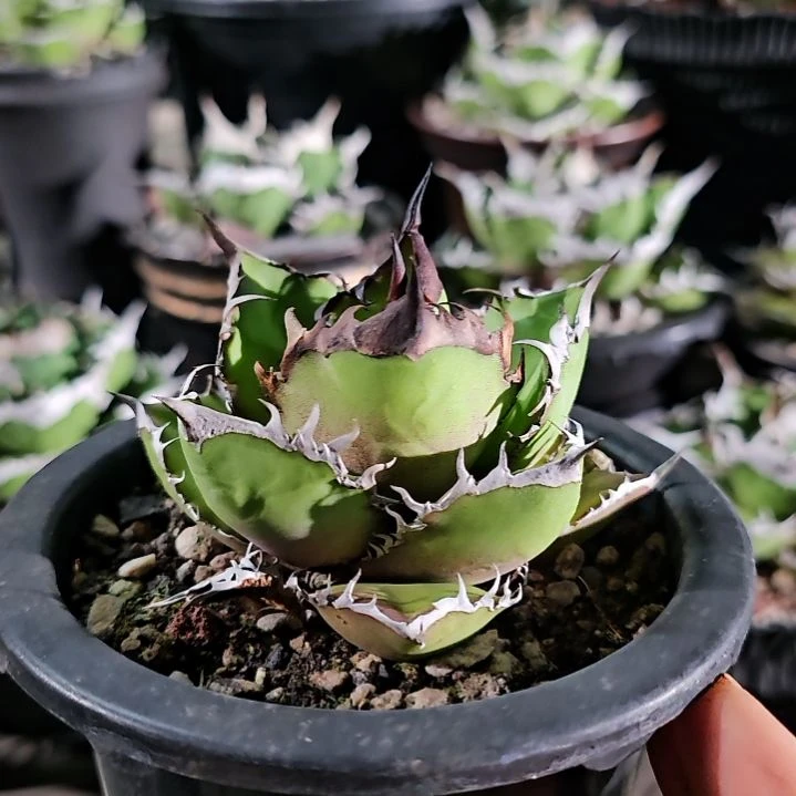 黑火 小亚成: 基因保证非组培 (直播特价/下播结束)