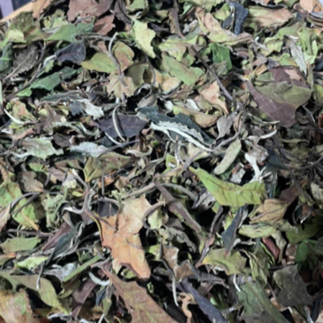 2025年头春王进国家老树白茶