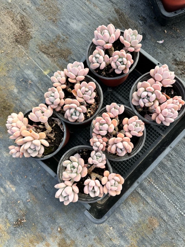 精品多肉 白鹭6颗（满15元包邮）