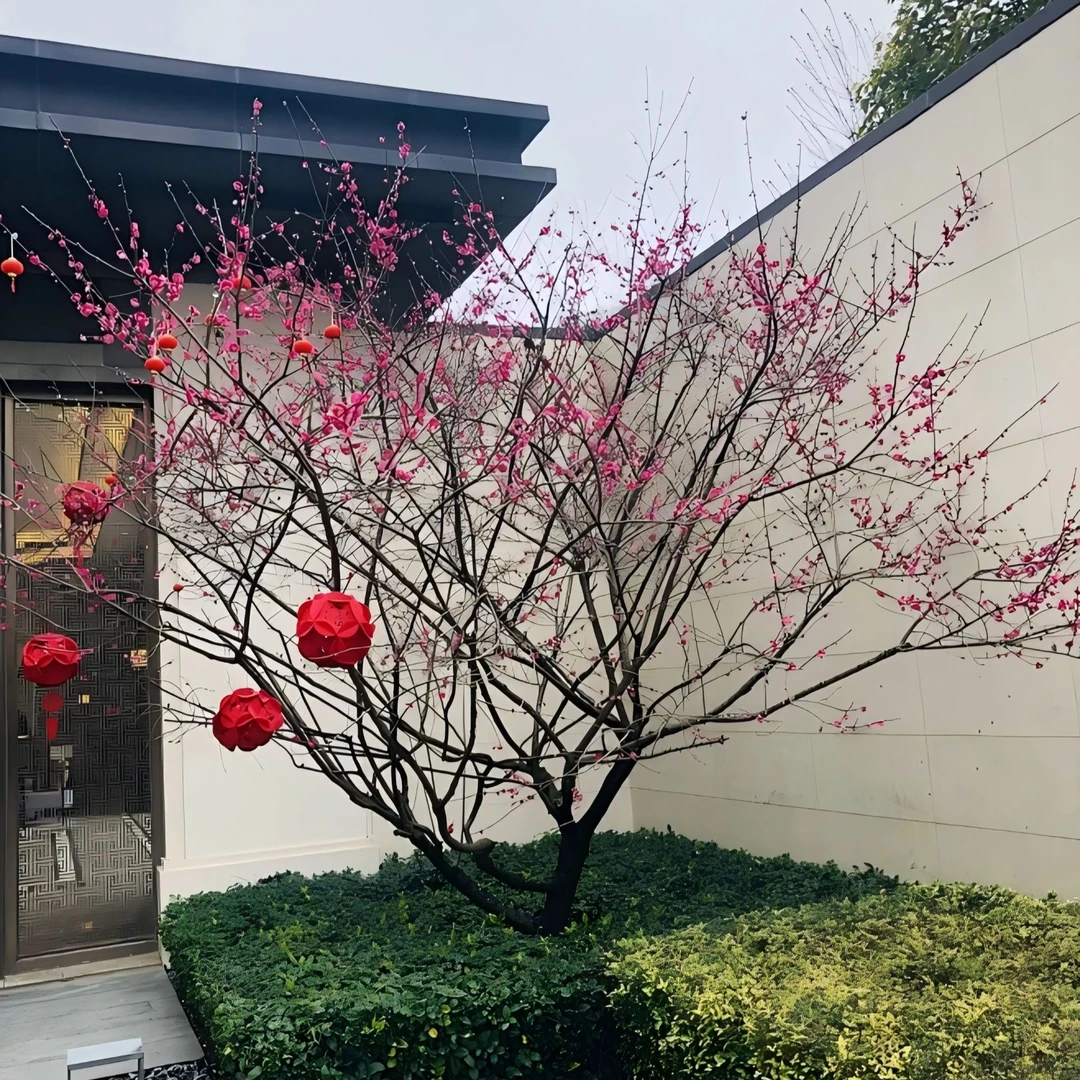 红梅-伴生树-庭院树-景观树