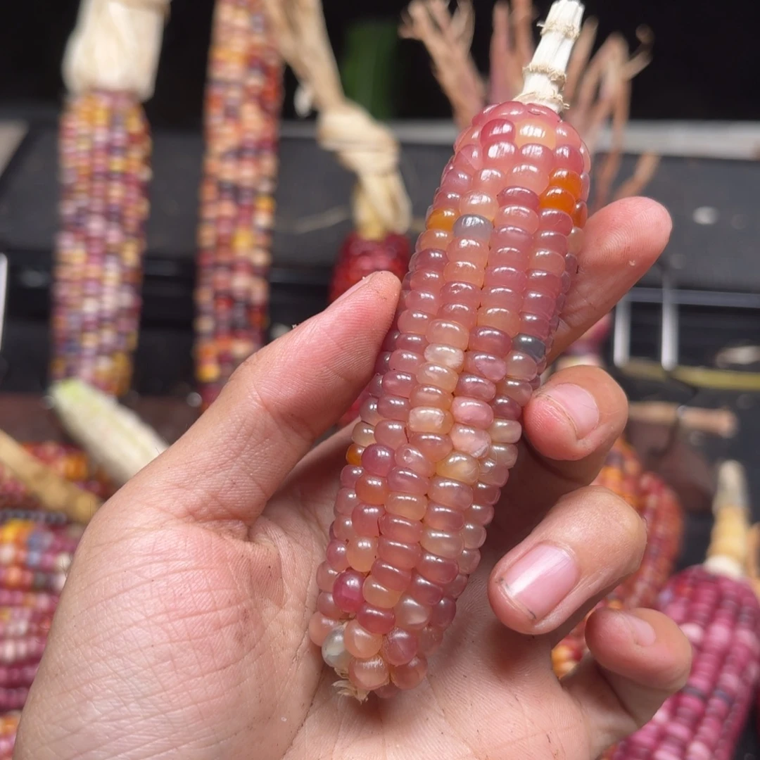 阎***多吊坠柏香籽/百香籽