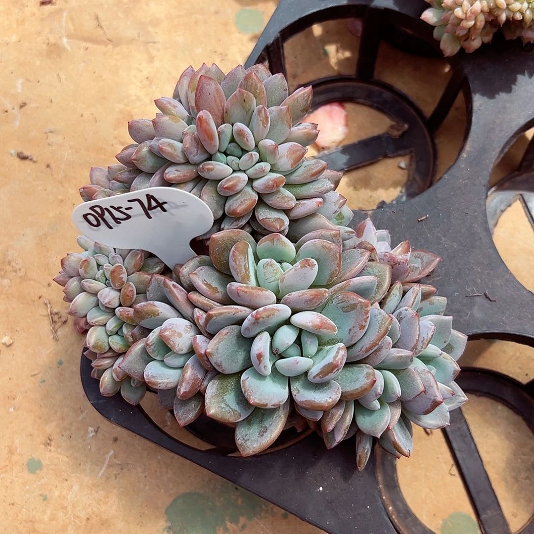 0915-74奥橙缀化。。。。