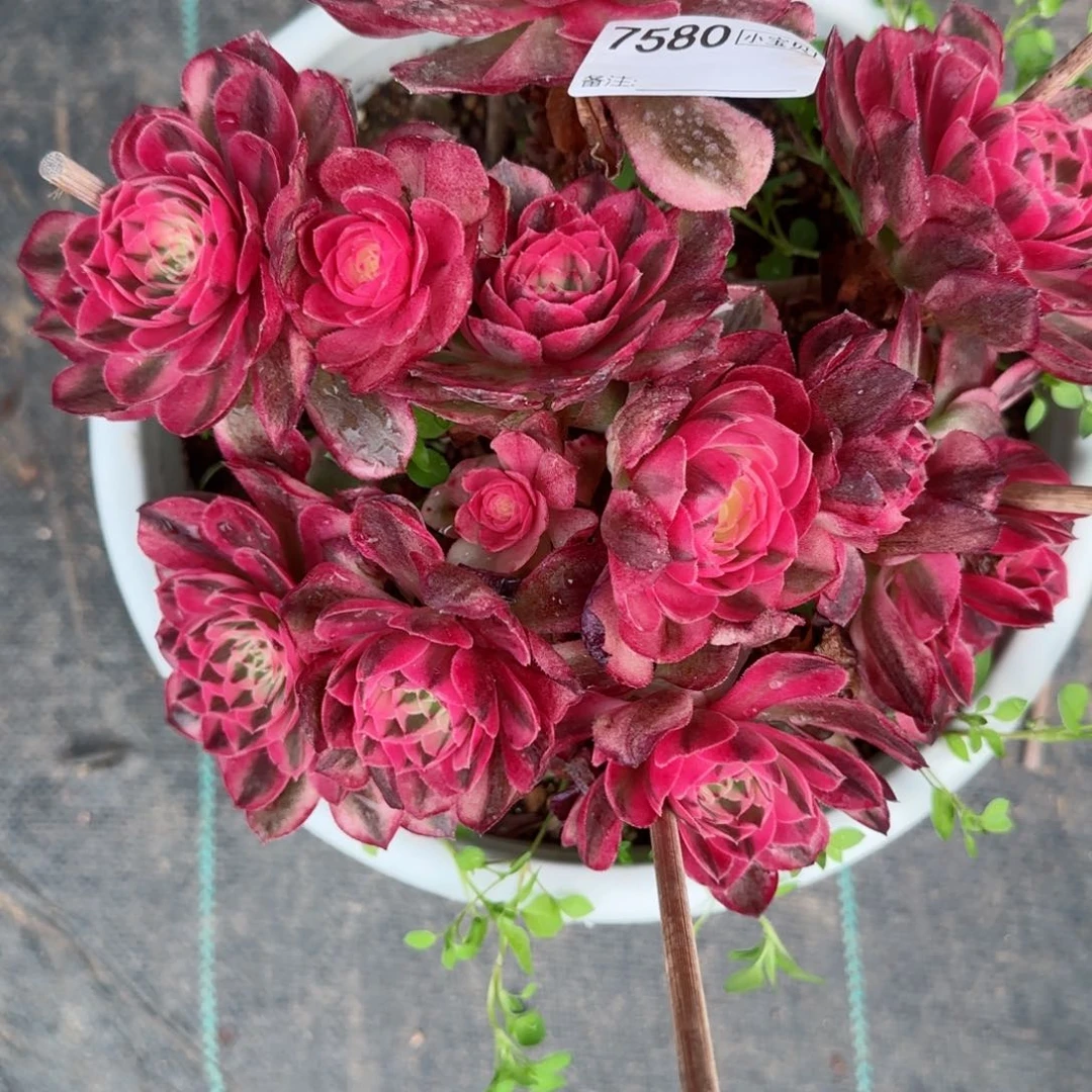 ?****?7580倾城多肉多肉