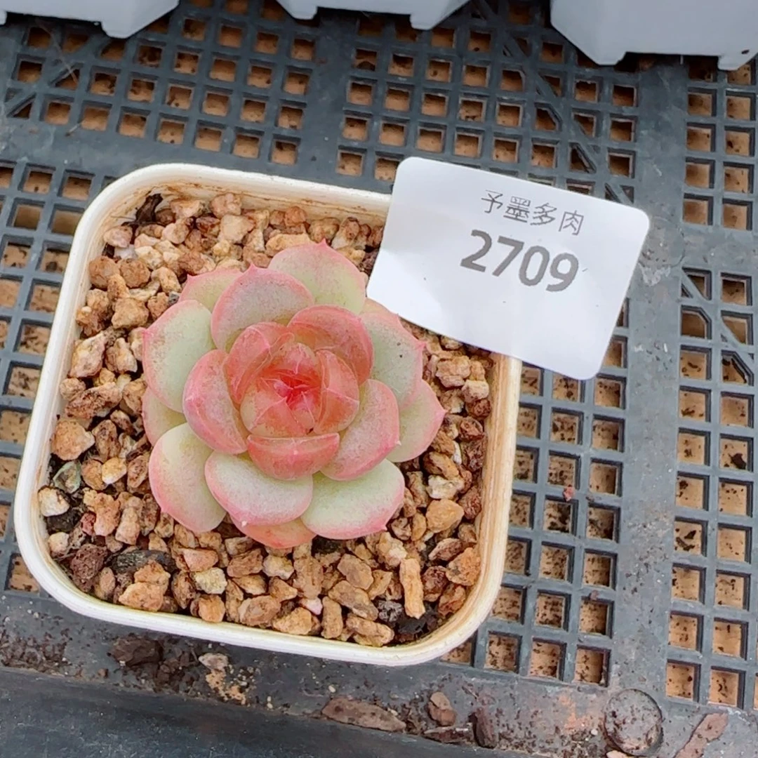甜心，2709多肉植物