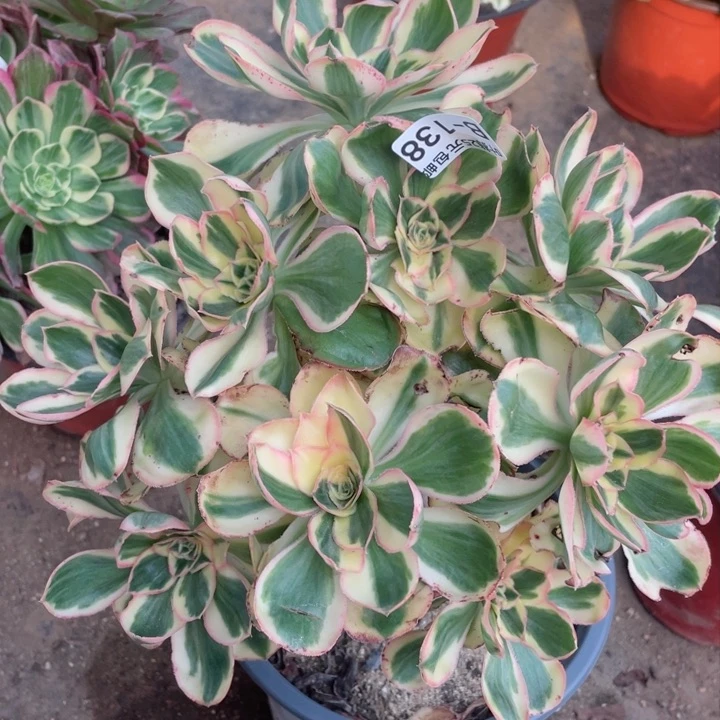 138艳资有砍多肉12345678