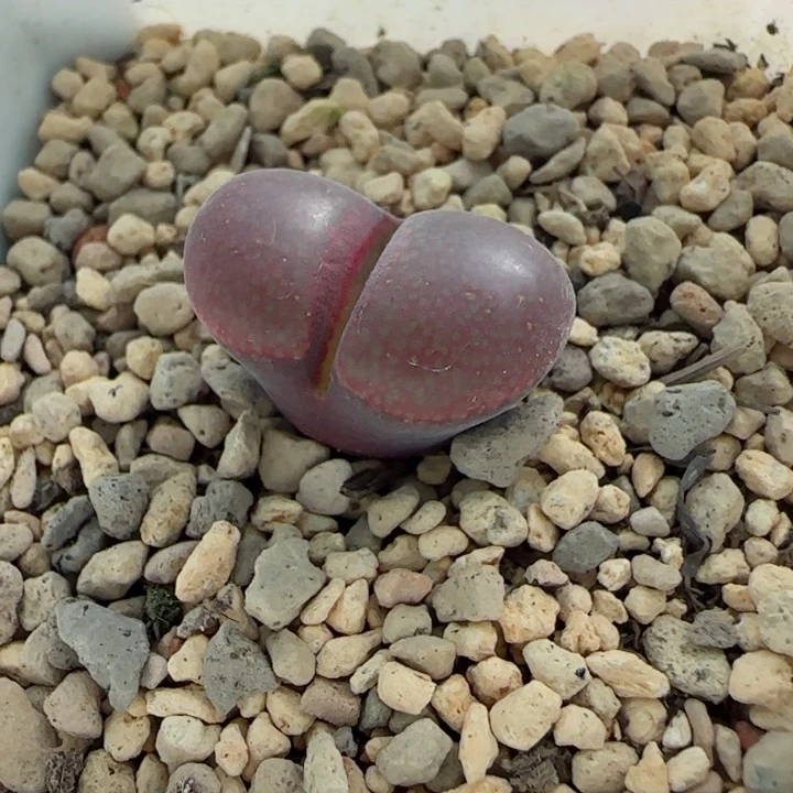 多肉植物风铃母本73号